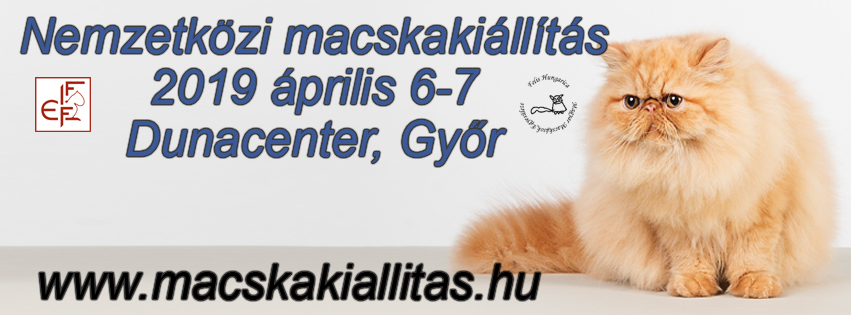 nemzetkozi macskakiallitas 2019 gyor weboldalhead felishungarica